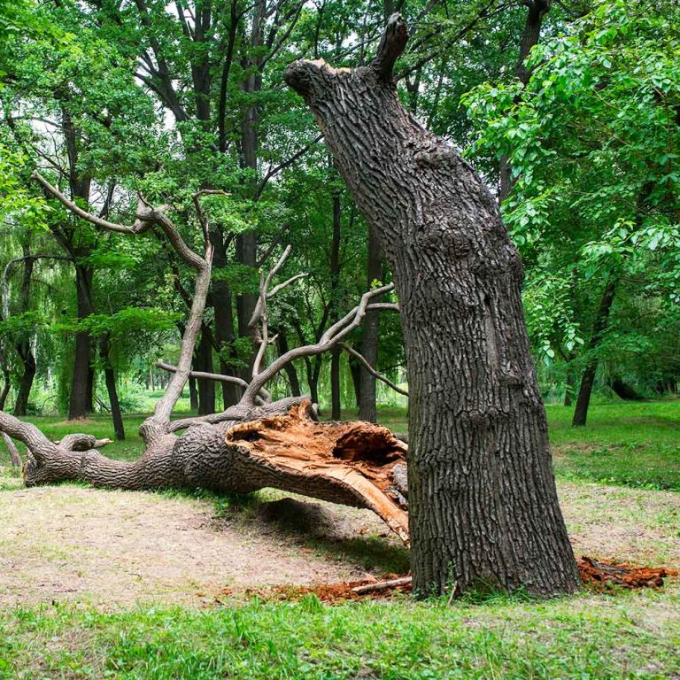 Dead Trees