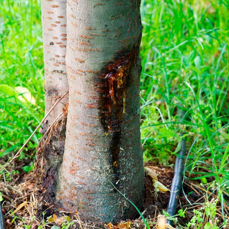 Diseased Tree