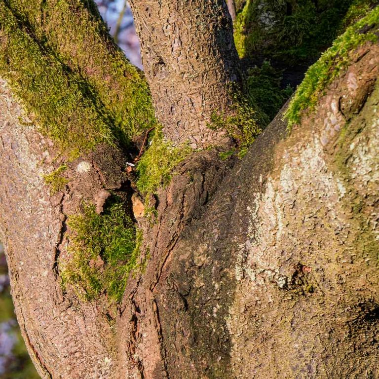 Annoying Trees